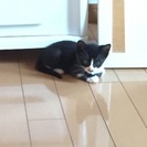 生後1,2ヶ月の仔猫です！ - 里親募集