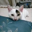 もうすぐ生後３か月の子猫の里親様募集