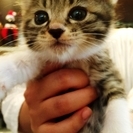 【千葉・船橋】仲良し３兄妹ゆずちゃん