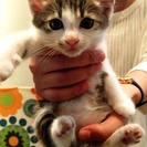 【千葉・船橋】仲良し３兄妹あんずちゃん