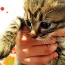 【千葉・船橋】仲良し３兄妹エルダーちゃん