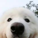　犬しつけ訓練士，トリマー養成スクール 長野ビジネスペット学院の画像