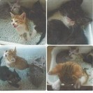 2か月の子猫の里親募集