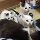 白黒模様の猫ちゃん