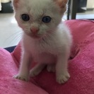 捨て猫です。