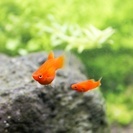 熱帯魚数種類とエビを引き取ってくださる方お願いします。