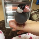 雌桜文鳥を譲ります