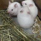 【飼育道具付き】ゴールデンハムスター②