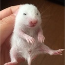 【飼育道具付き】ゴールデンハムスター② - 石巻市