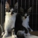2ヶ月の子猫ちゃん兄妹