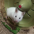 【飼育用品付き】ゴルハム - その他