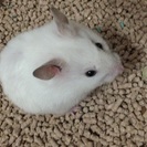 【飼育用品付き】ゴルハム − 宮城県
