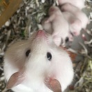【飼育用品付き】ゴルハム - 里親募集