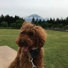 家政婦さん募集。お料理とトイプードルお散歩