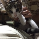 里親募集です。