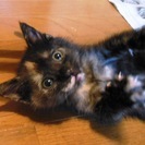 ★サビ猫ちゃん★新しい家族が決まりました★