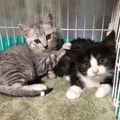 美猫 兄妹 約2ヶ月