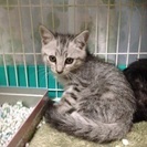 美猫 兄妹 約2ヶ月 - 猫