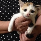 三毛ちゃん 約2ヶ月