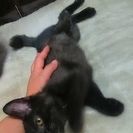 至急🙇 黒猫♂の里親様募集します❗