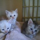 【募集終了】地域限定　仔猫の里親募集