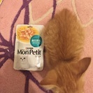 子猫の里親募集中