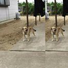 至急！雑種のメスの里親募集中