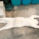 里親募集 - 猫