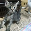 生涯責任をもって飼ってくださる方を探して居ます❗