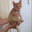 片目の茶トラちゃん - 猫