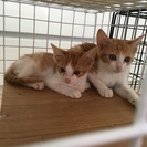 2ヶ月すぎの可愛い茶白兄弟