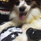 愛犬 - 堺市