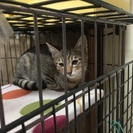 お目々がくりくりなキジトラ君 3ヶ月 - 猫