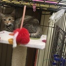 お目々がくりくりなキジトラ君 3ヶ月 − 大阪府