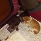 子猫拾いました😣の画像