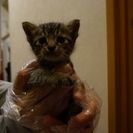 子猫拾いました😣 - 枚方市