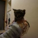 子猫拾いました😣 − 大阪府