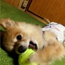 ポメラニアン♂くう10歳