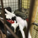 オス三ヶ月三兄弟 里親募集 - 里親募集