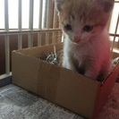 里親さん決まりました！  子猫 クリーム＆ホワイトの男の子