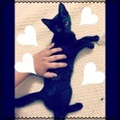 黒猫ちゃん