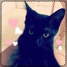 黒猫ちゃん - 猫