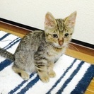 2ヶ月の仔猫