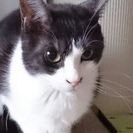 迷い猫　探しています