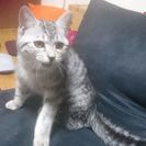 アメショミックス1歳半♂