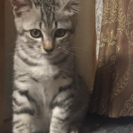 3〜4ヶ月サバトラ子猫☆オス