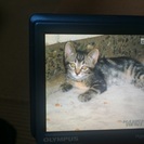 かわいい子猫