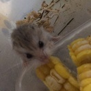 ロボロフスキーハムスターの里親募集