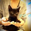推定生後8ヶ月 代理掲載・黒猫3兄弟