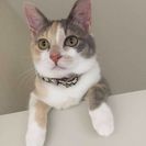 パステル三毛猫 とってもかわいい！の画像